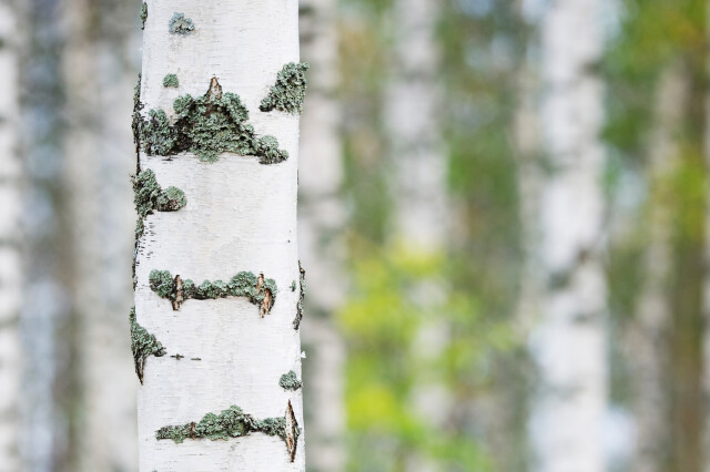 0418-gR3li08q-vastavalo-777215vaakacrop_web